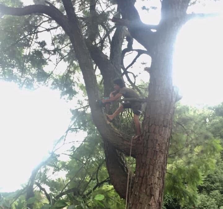 Tree Trimming / Cutting & Gardening Service In Kathmandu, Nepal